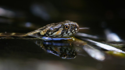 Snake in the water