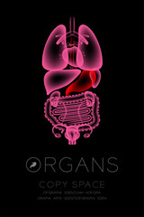 Female Organs X-ray set, Stomach infection concept idea red color illustration isolated glow in the dark background, with Organ text icon and copy space