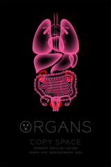 Female Organs X-ray set, Kidney and Bladder infection concept idea red color illustration isolated glow in the dark background, with Organ text icon and copy space