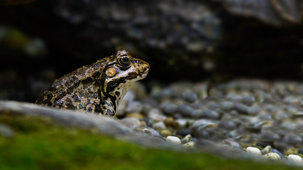 Big frog at the lake shore