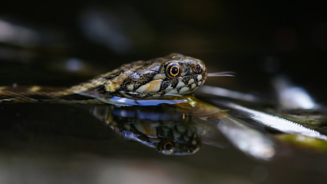 Snake in the water