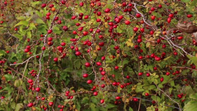 Dog rose hips.  Rosa canina hips