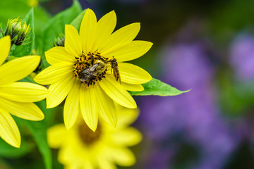 Bee on yellow flower collecting nectar summer scene.