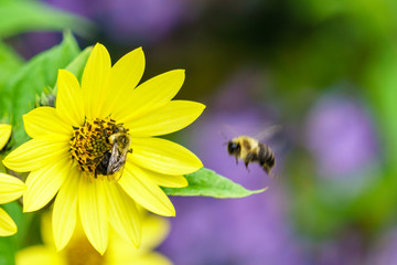 Bee on yellow flower collecting nectar summer scene.