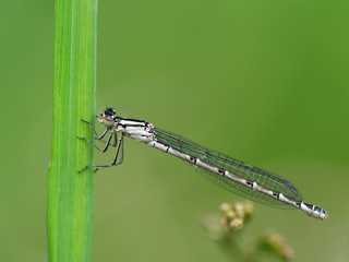 Black and white dragonfly