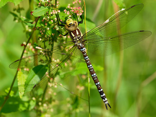 Dragonfly closeup on flower