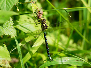 Dragonfly on blackberry