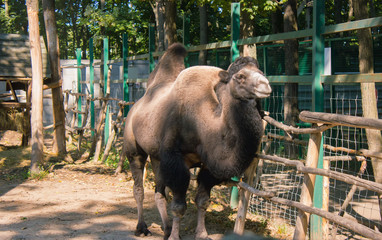 Camel smiling at street