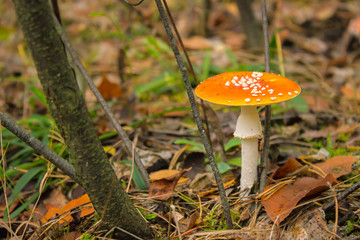Red fly agaric mushroom or toadstool in the grass. Latin name is Amanita muscaria. Toxic mushroom