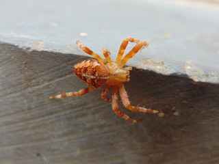 macro spider