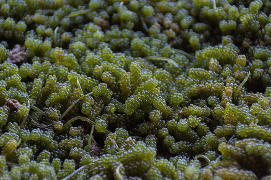 Green Caviar Seaweed