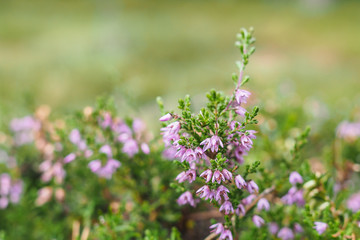Heidekraut, Calluna vulgaris