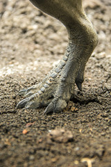 Dinosaur feet walking of Tyrannosaurus ( T-rex ) on the ground in late Cretaceous.