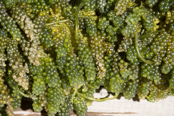 Green Caviar Seaweed