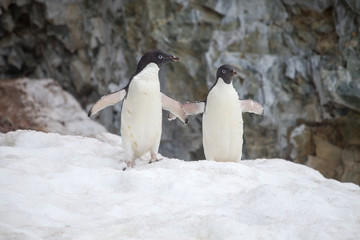 Obraz premium Adelie Penguins on snow