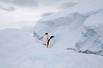 Two Adelie Penguins on an Iceberg