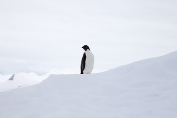 Obraz premium Adelie Penguin on an iceberg