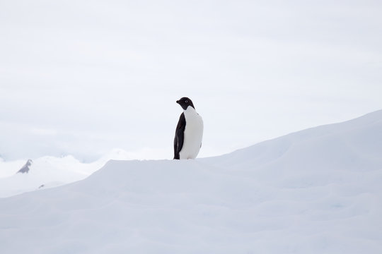 Adelie Penguin on an iceberg