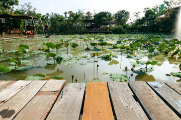 Fototapeta premium Wooden floor and lotus swamp
