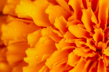 Orange petal abstract background