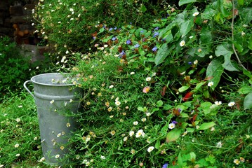 Pâquerettes et faux plumbago autour d'un vieux pot en zinc