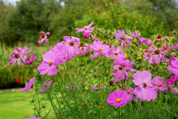 Groupe de fleurs de  Cosmos rose au premier plan d'un jardin