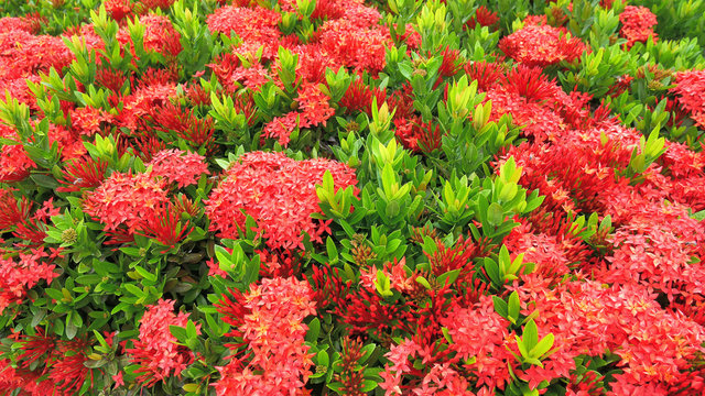 Red Ixora Flower Bush