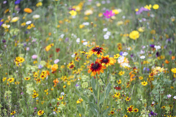 Meadow flowers - cottage garden concept of mixed flowers.