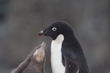 Adelie penguin and chick
