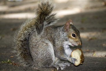 Park Squirrel