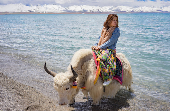 チベット ナムツォでヤクに乗る女性 Woman Riding A Yak In Tibet Namso Stock Photo Adobe Stock