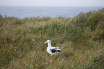 Fototapeta premium A wandering Albatross rests at Prion Island, South Georgia.