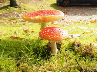 Grosser roter Fliegenpilz auf grüner Wiese mit Laub bedeckt