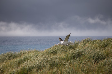 A wandering albatross takes off for flight, South Georgia