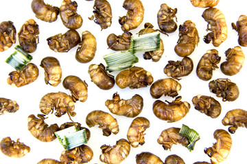 Pile Bug Cicada larva roasted with herb pandan leaves. Is the most expensive fried insects because it is tasty and rare. isolated on white background.