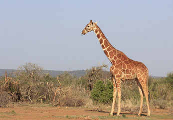 Reticulated Giraffe