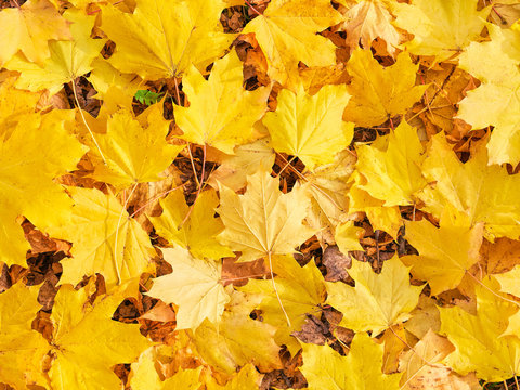 Background with group of autumn yellow leaves
