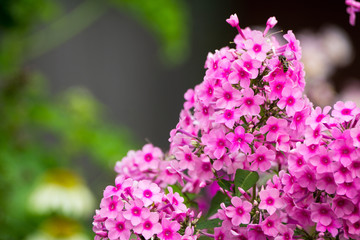 Blooming phlox 