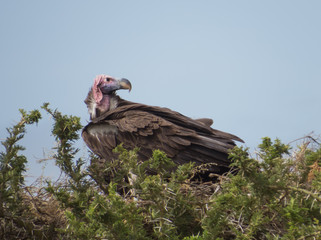 Lappette faced vulture at its nest