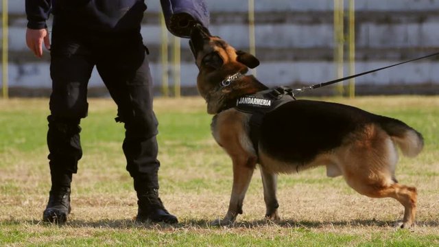 Gendarmerie dog during a training exercise