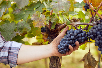 Obraz premium Winemaker picking grapes during harvest in vineyard