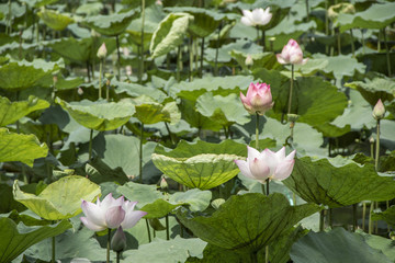 Background Beautiful Lotus flower field with long stem being hit wind blew flutter surrounded by lotus leaves in marsh garden at abundant. in day end of Buddhist Lent.