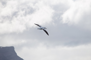 Fototapeta na wymiar A wandering albatross in flight at Prion Island, South Georgia