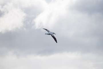 A wandering albatross in flight at Prion Island, South Georgia