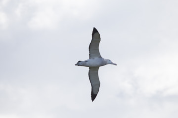 A wandering albatross in flight at Prion Island, South Georgia