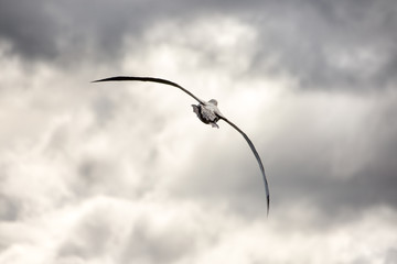 A wandering Albatross flies away from the camera. South Georgia