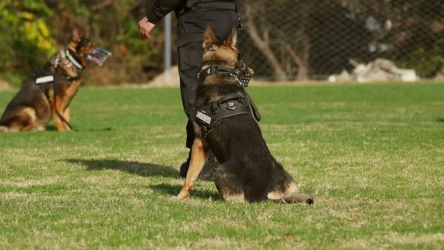 Gendarmerie dogs during a training exercise