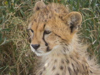 Obraz na płótnie Canvas Close up of a baby cheetah