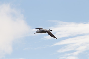 Fototapeta na wymiar A wandering albatross in flight at Prion Island, South Georgia