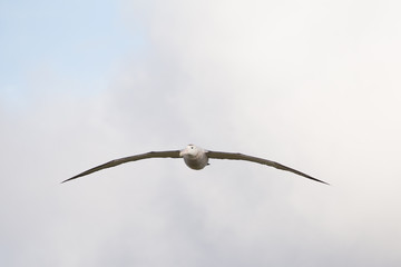 A wandering albatross in flight at Prion Island, South Georgia